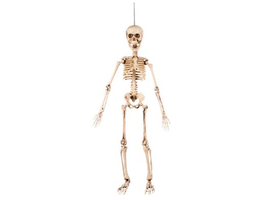 Beweegbaar skelet 50cm decoratie